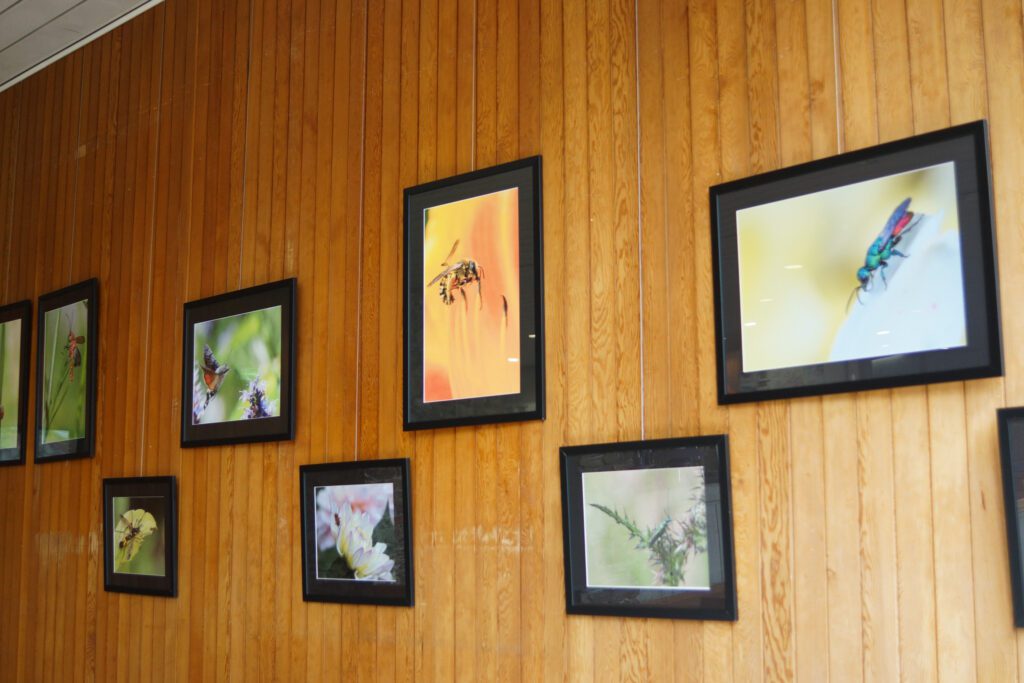 Exposition Macro-photographie d'insectes, vue dans le séjour à Ostal Brest, depuis la baie vitrée.