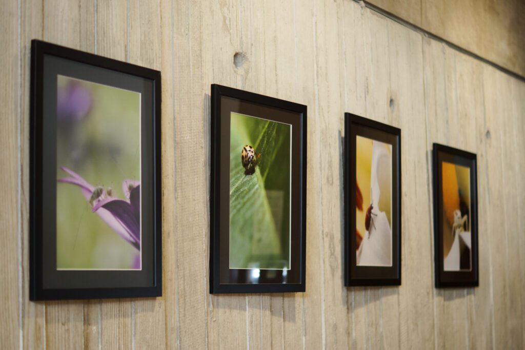 Exposition Macro-photographie d'insectes, vue à proximité de la passerelle.